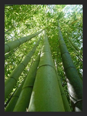 The view of bamboo trees from below