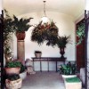 Entrance area of a property that is decorated with various plants
