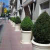 Street lined with beautifully planted bushes  