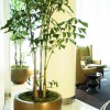 Tall and beautiful potted plant