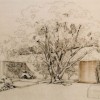 Detailed sketch of a tree in a garden area