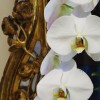 Cropped photo of an orchid